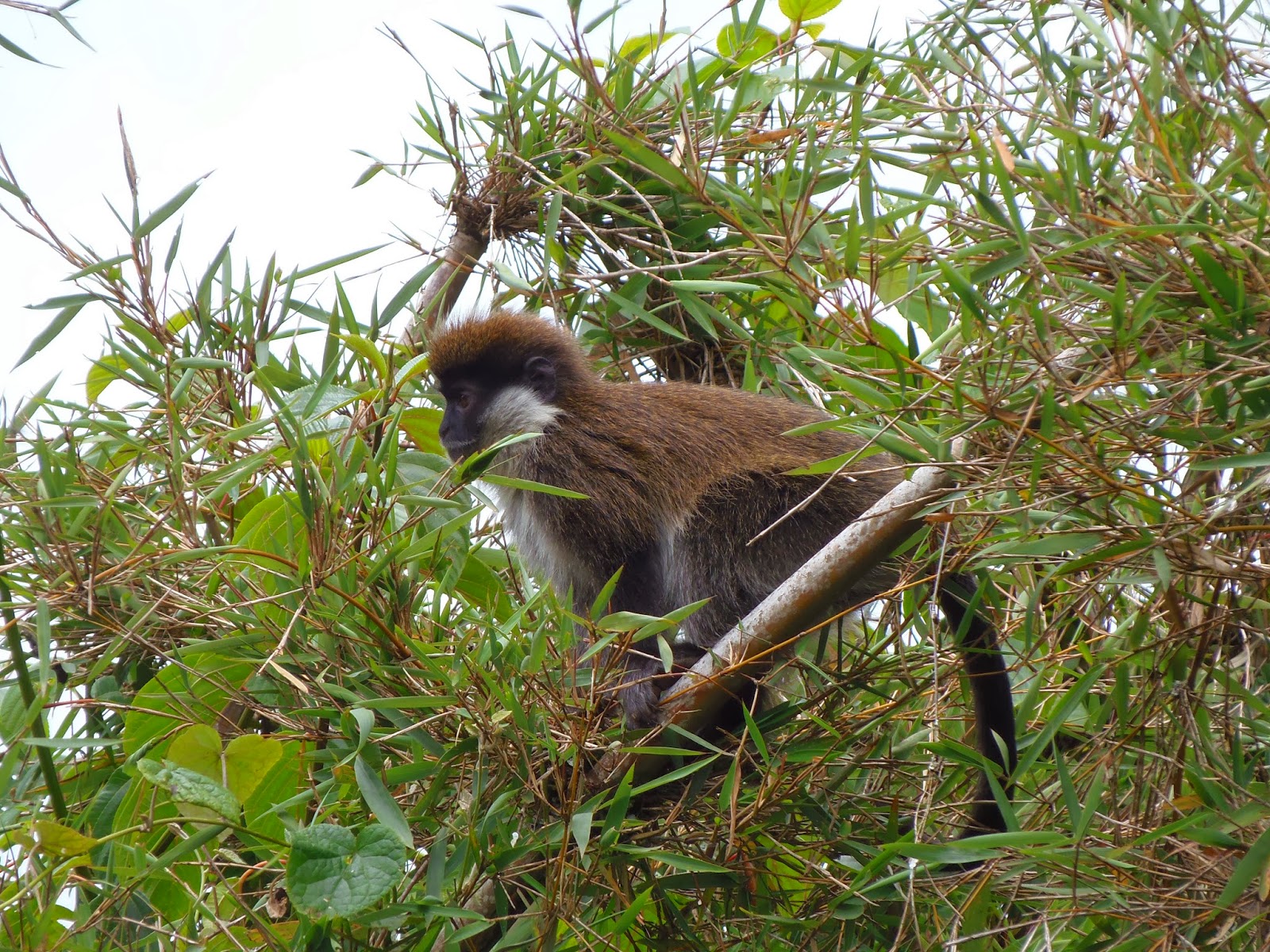 Bale monkey in Ethiopia. Photo by Jennifer Corinne Veilleux
