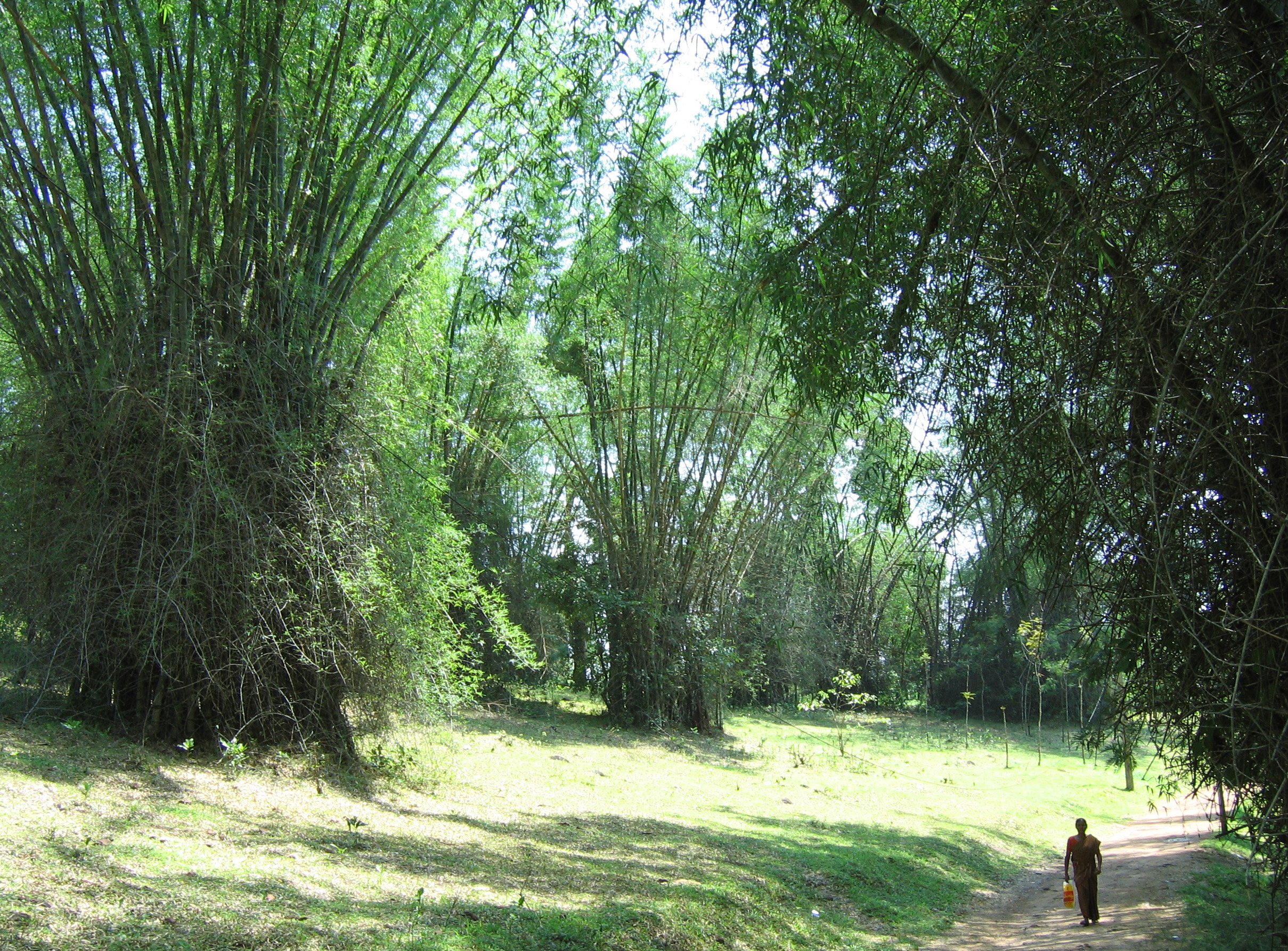 Wayanad Bamboo in India. Photo: Wikimedia