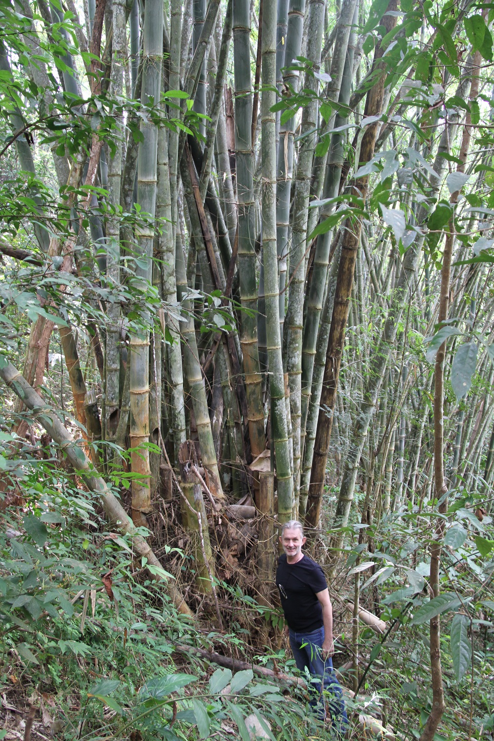 BigBamboo-HF-twitter