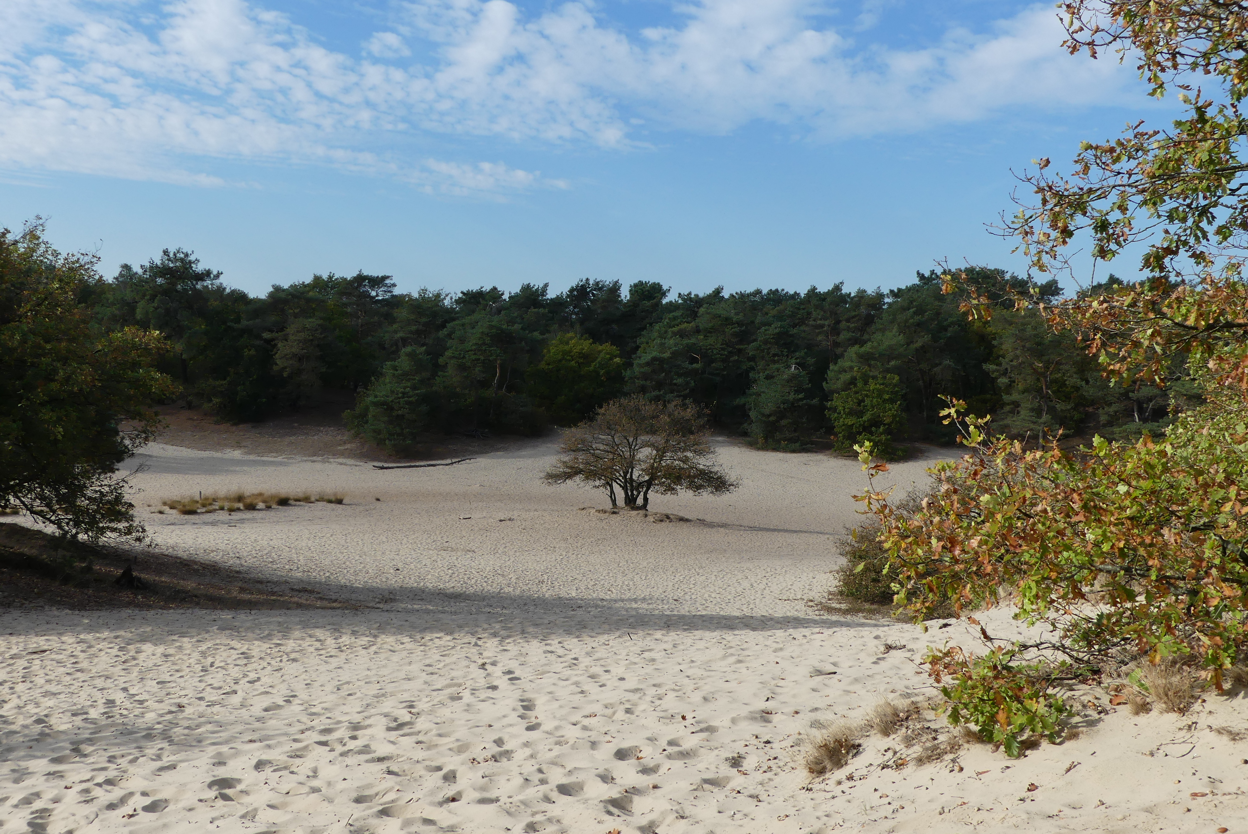 Loonse_en_Drunense_Duinen_Wikimedia