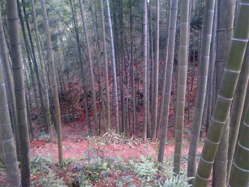 Bamboo plantation in Chishui, Guizhou, China