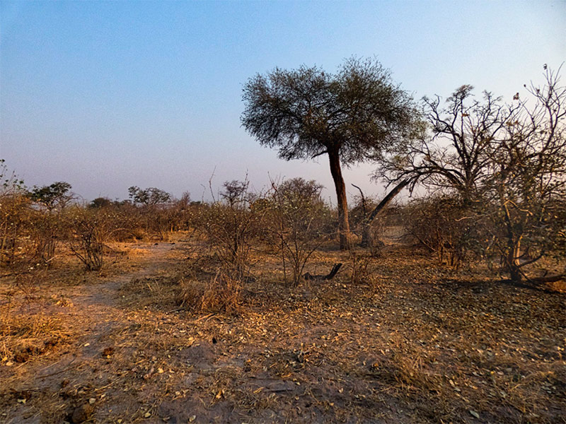 Mophane bush in semi desert near Tutume