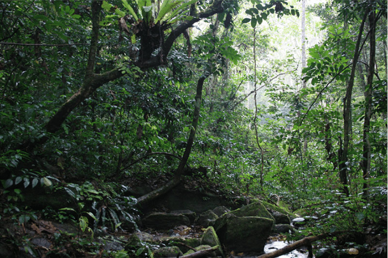 Submontane forests in the East Usambaras Mountains. Photo by Claudia Hemp.
