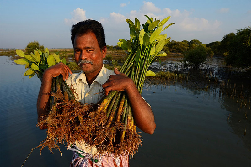 Mangrove tree planting. Photo by Staffan Widstrand