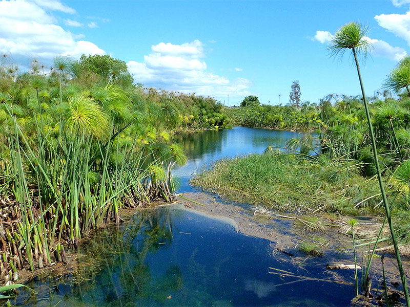 Papyrus swamp in Uganda